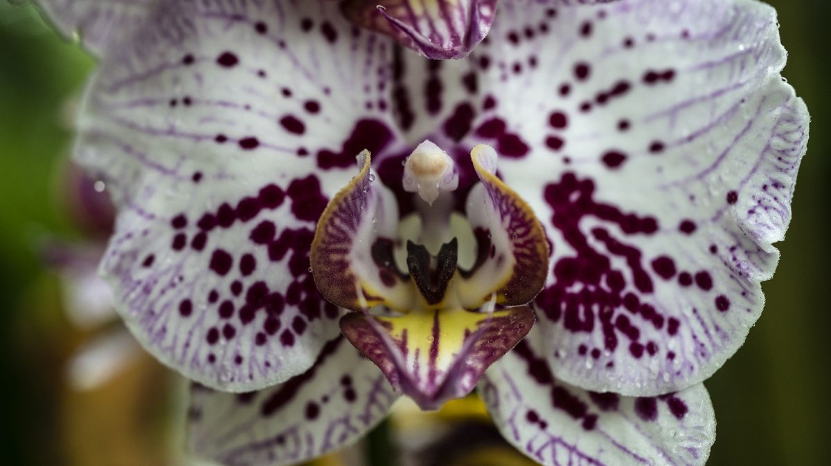 Obrazem: V botanické zahradě vykvetly orchideje, přivoňte zde